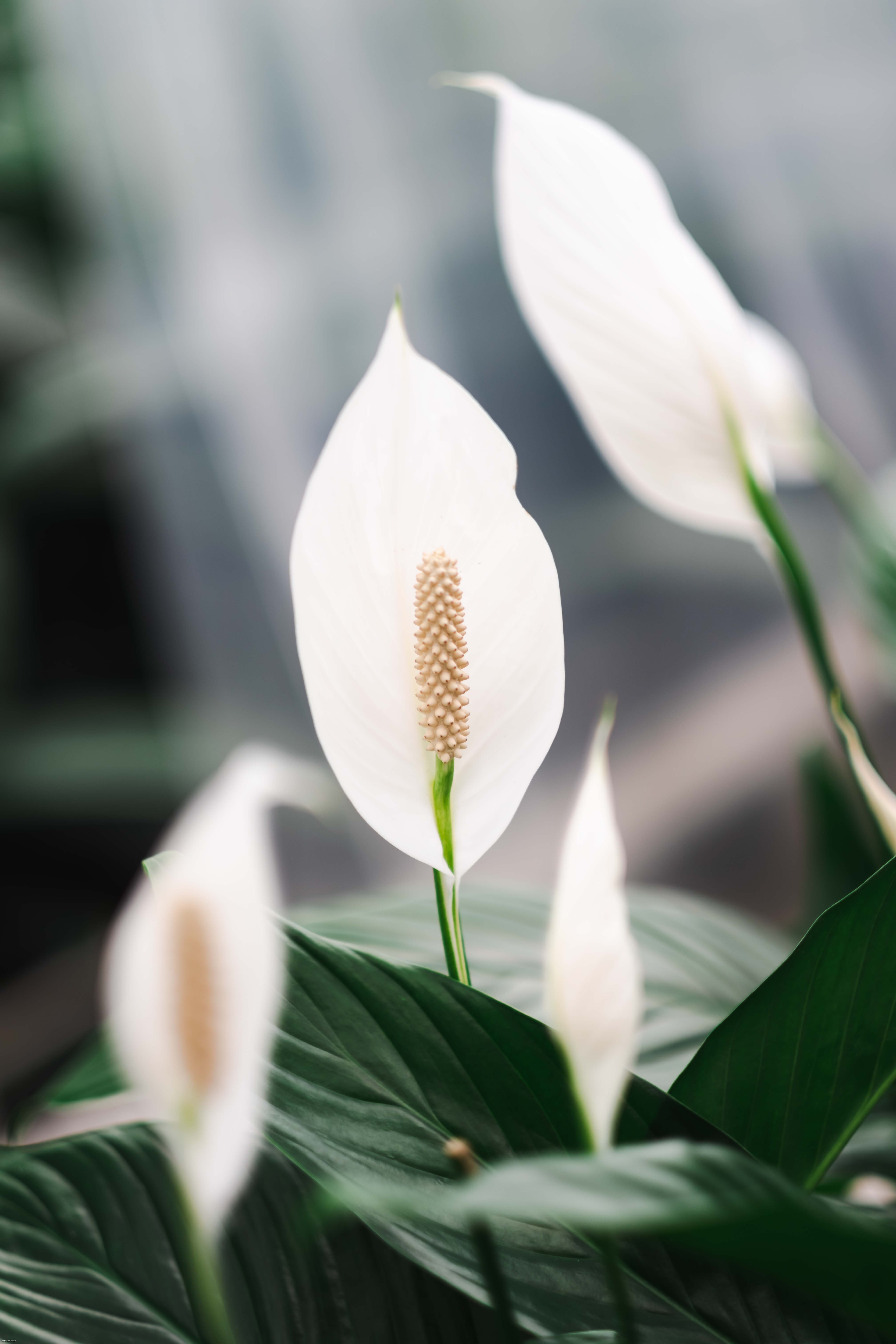 Spathiphyllum close-up