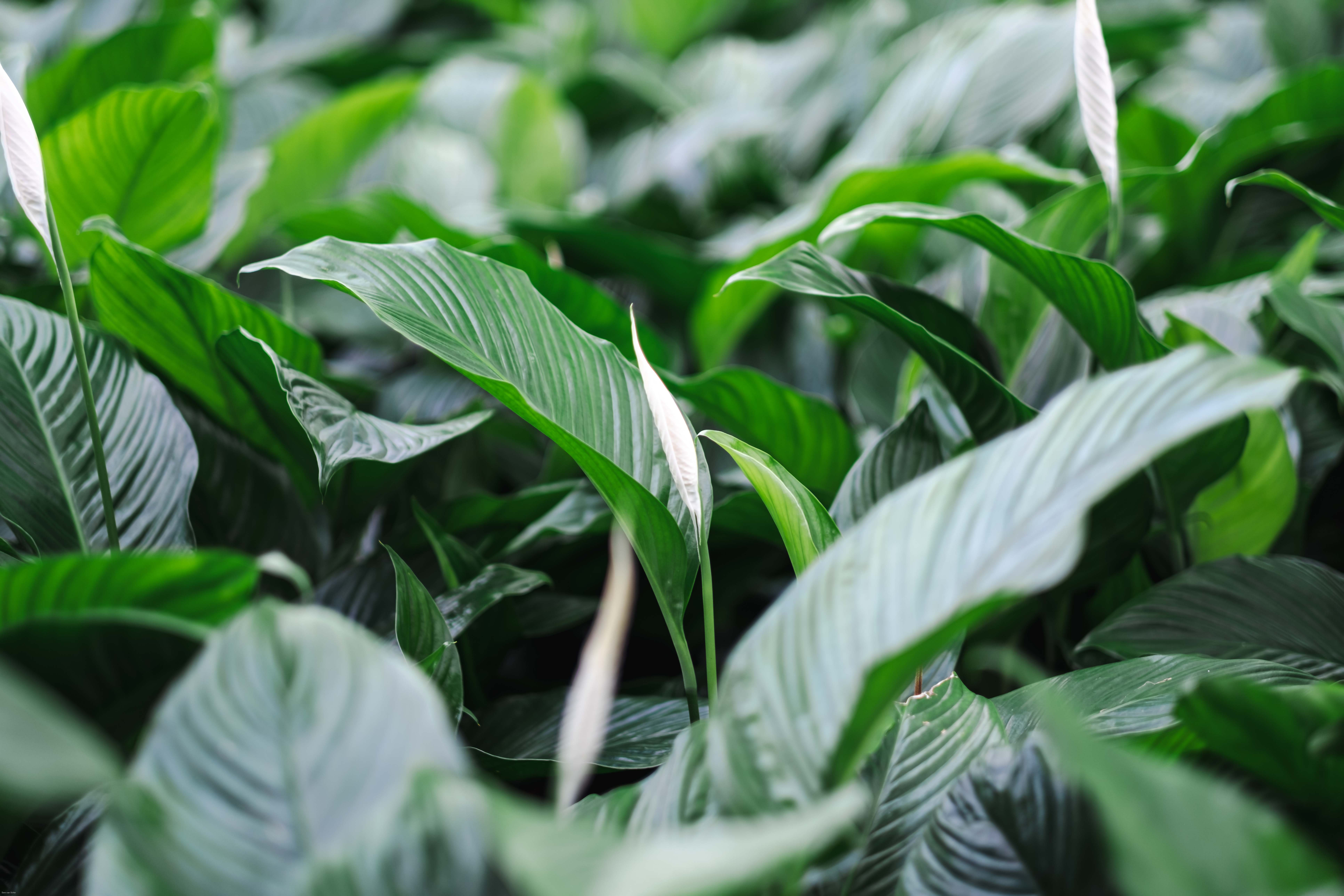 Groen bladerdek Spathiphyllum